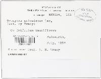 Uromyces minor image