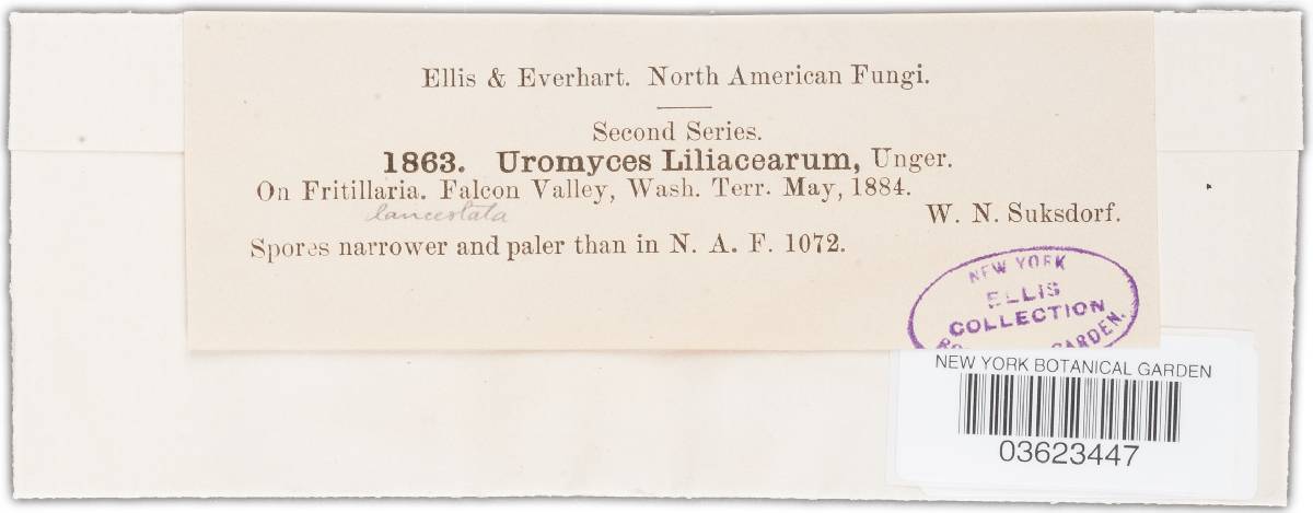 Uromyces miurae image