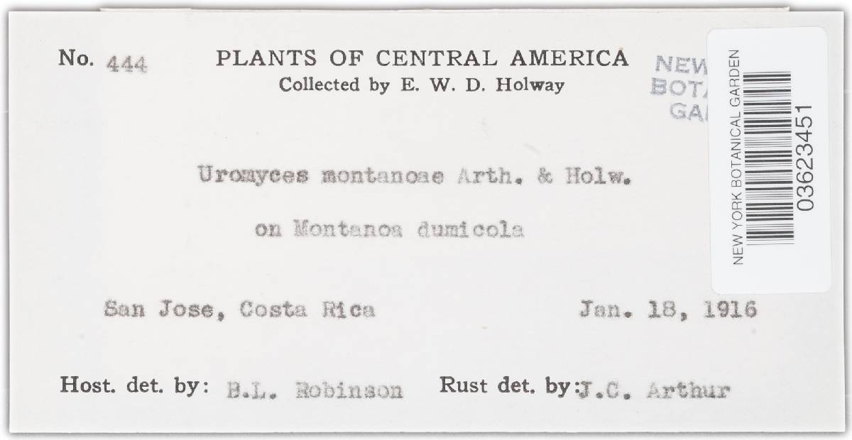 Uromyces montanoae image
