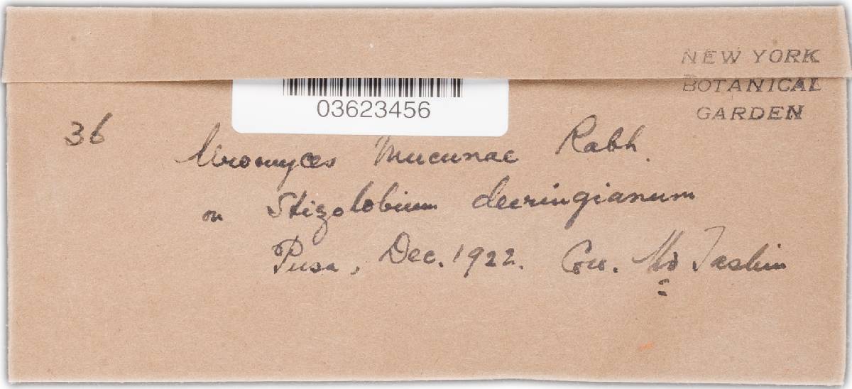 Uromyces mucunae image