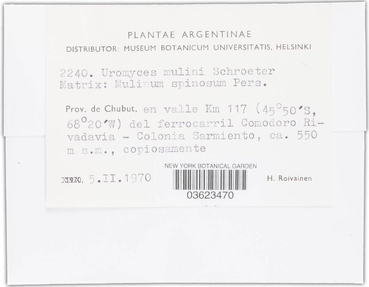 Uromyces mulini image