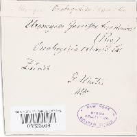 Uromyces pisi-sativi image