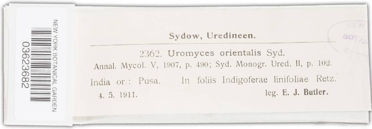 Uromyces orientalis image