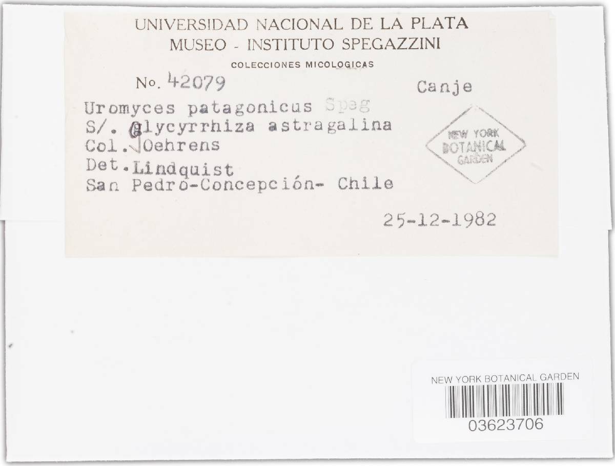 Uromyces patagonicus image