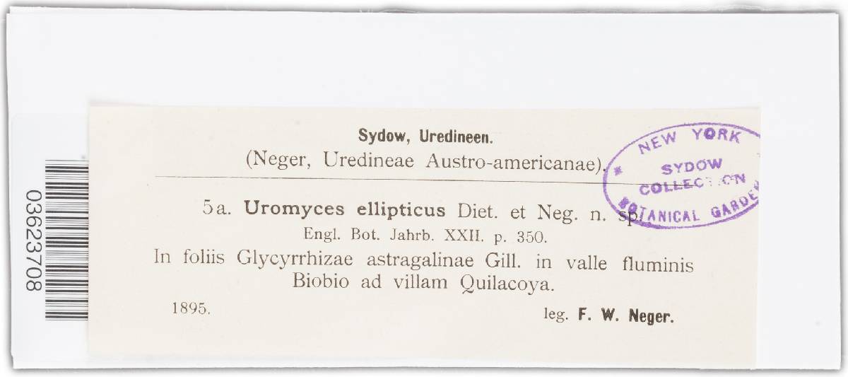 Uromyces patagonicus image