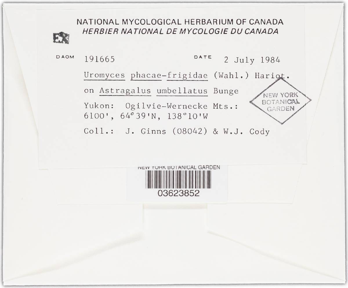 Uromyces phacae-frigidae image