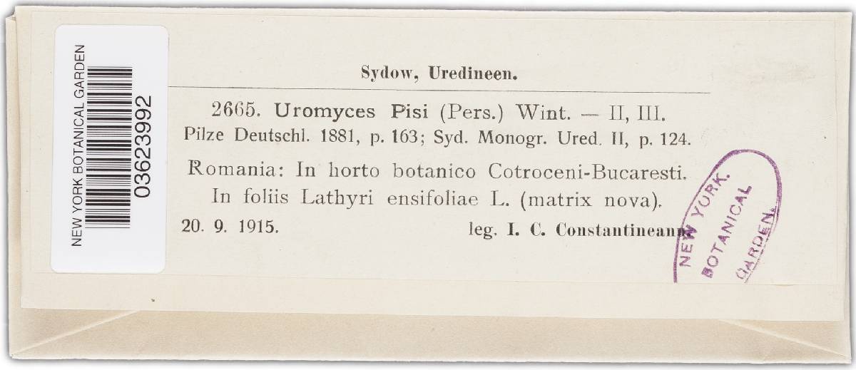 Uromyces pisi-sativi image