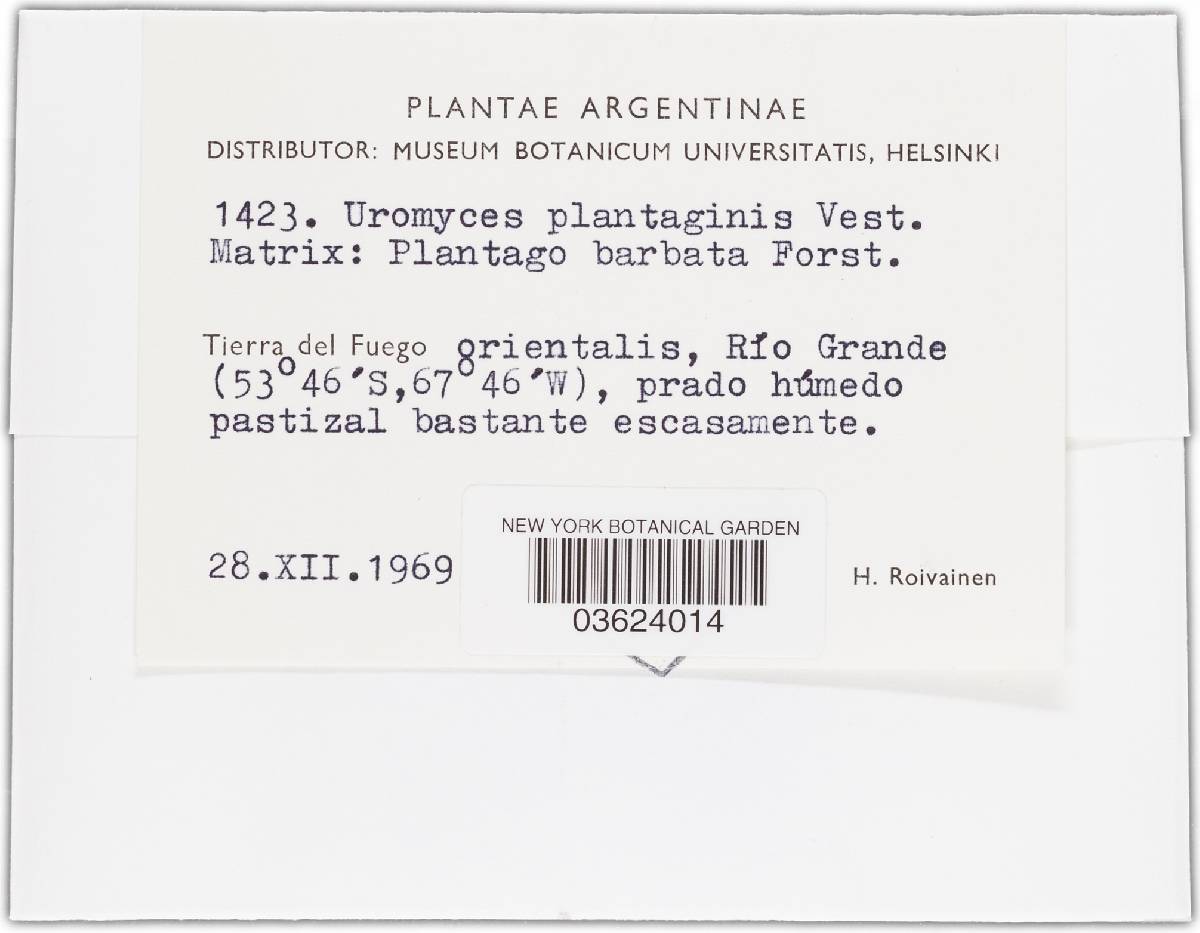 Uromyces plantaginis image