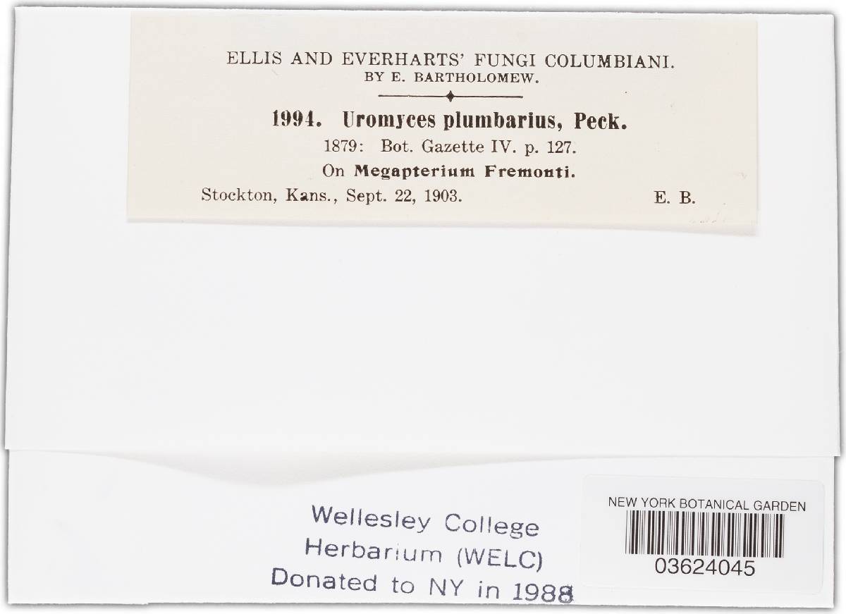 Uromyces plumbarius image