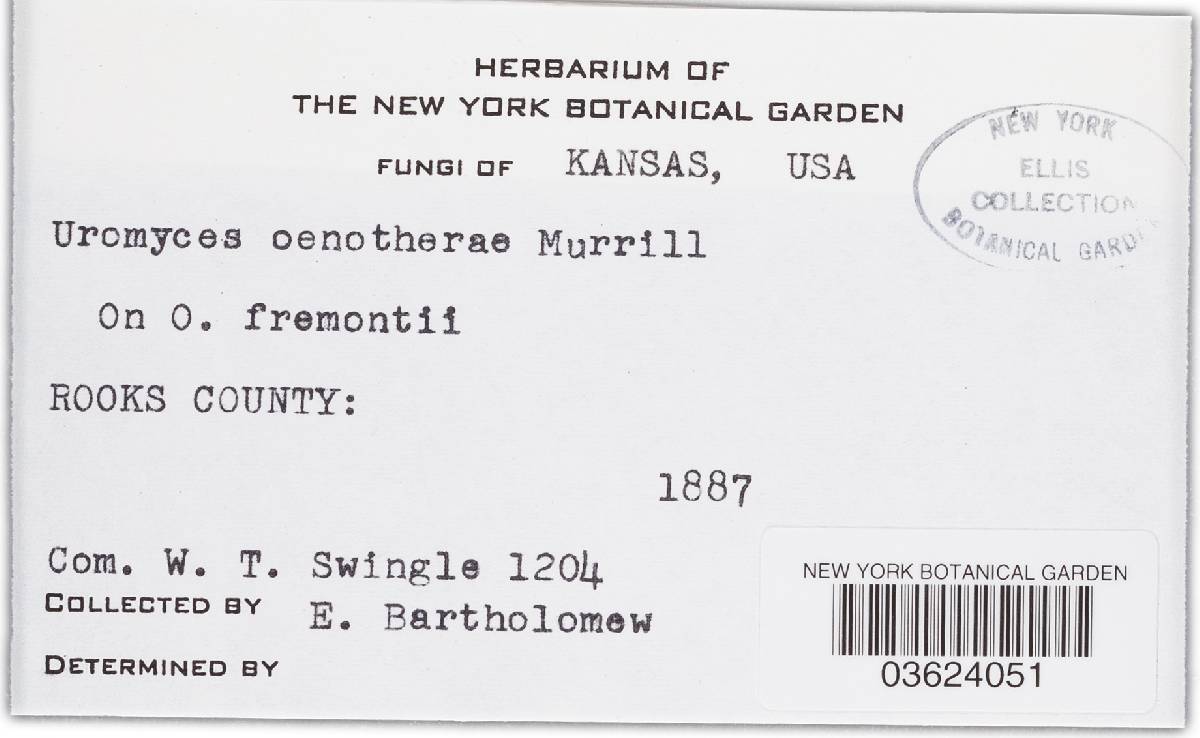 Uromyces plumbarius image