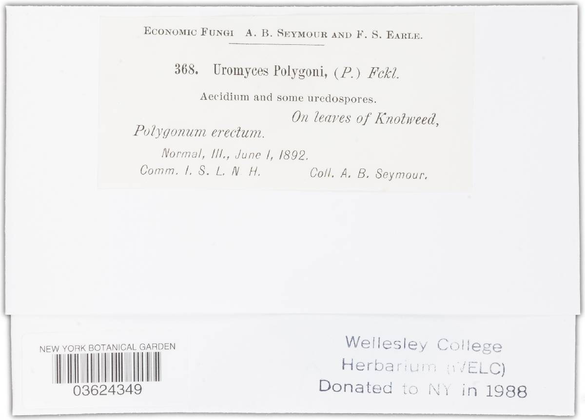 Uromyces polygoni-aviculariae image