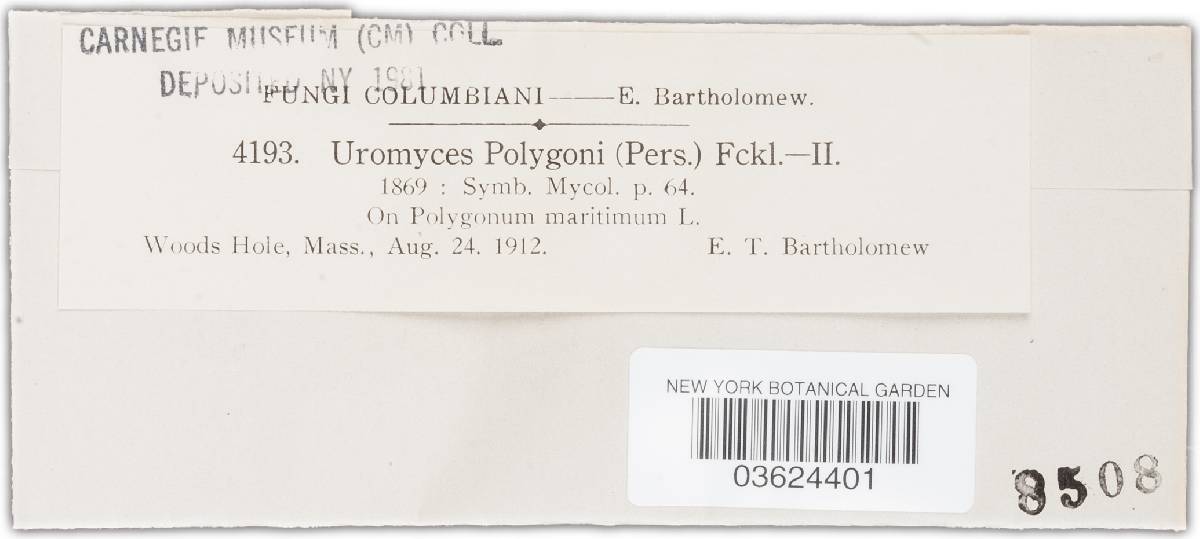 Uromyces polygoni-aviculariae image