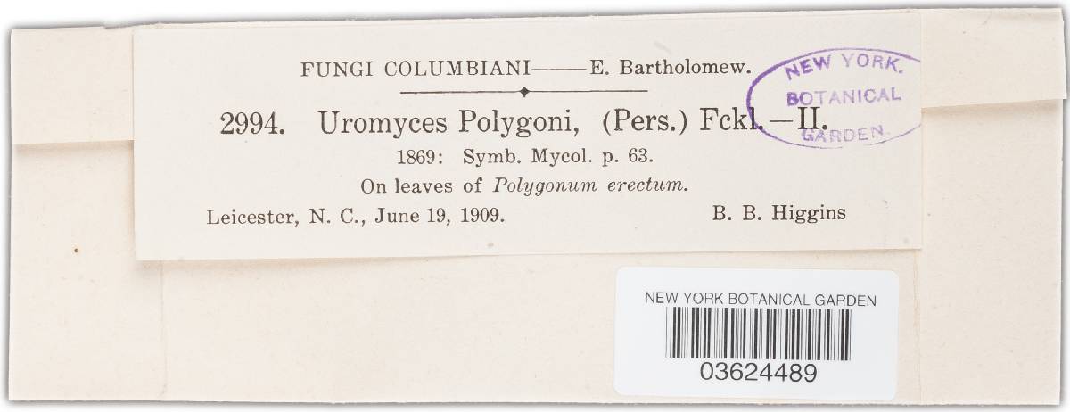 Uromyces polygoni-aviculariae image