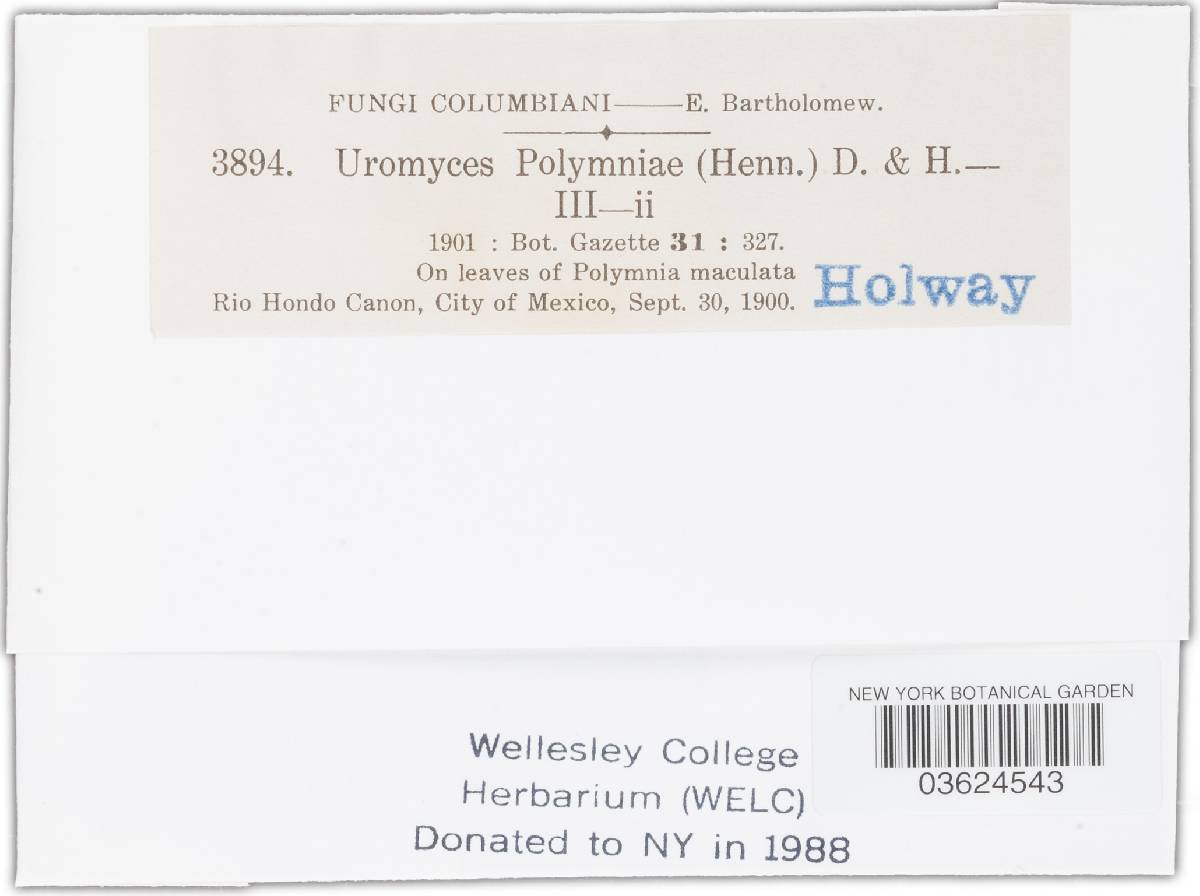 Uromyces polymniae image