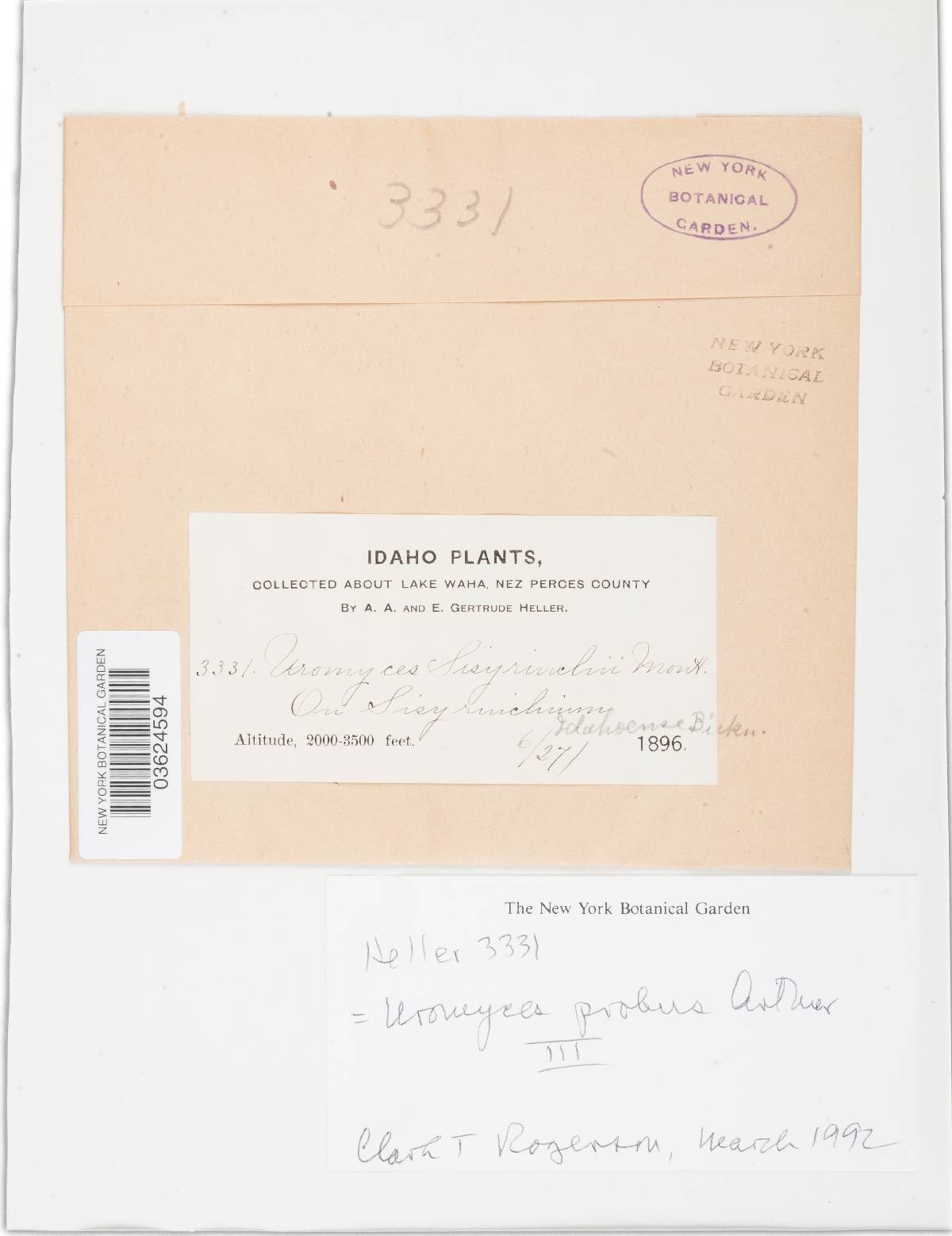 Uromyces probus image