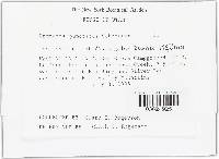 Uromyces pisi-sativi image