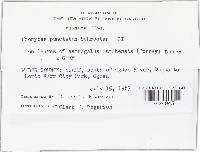 Uromyces pisi-sativi image