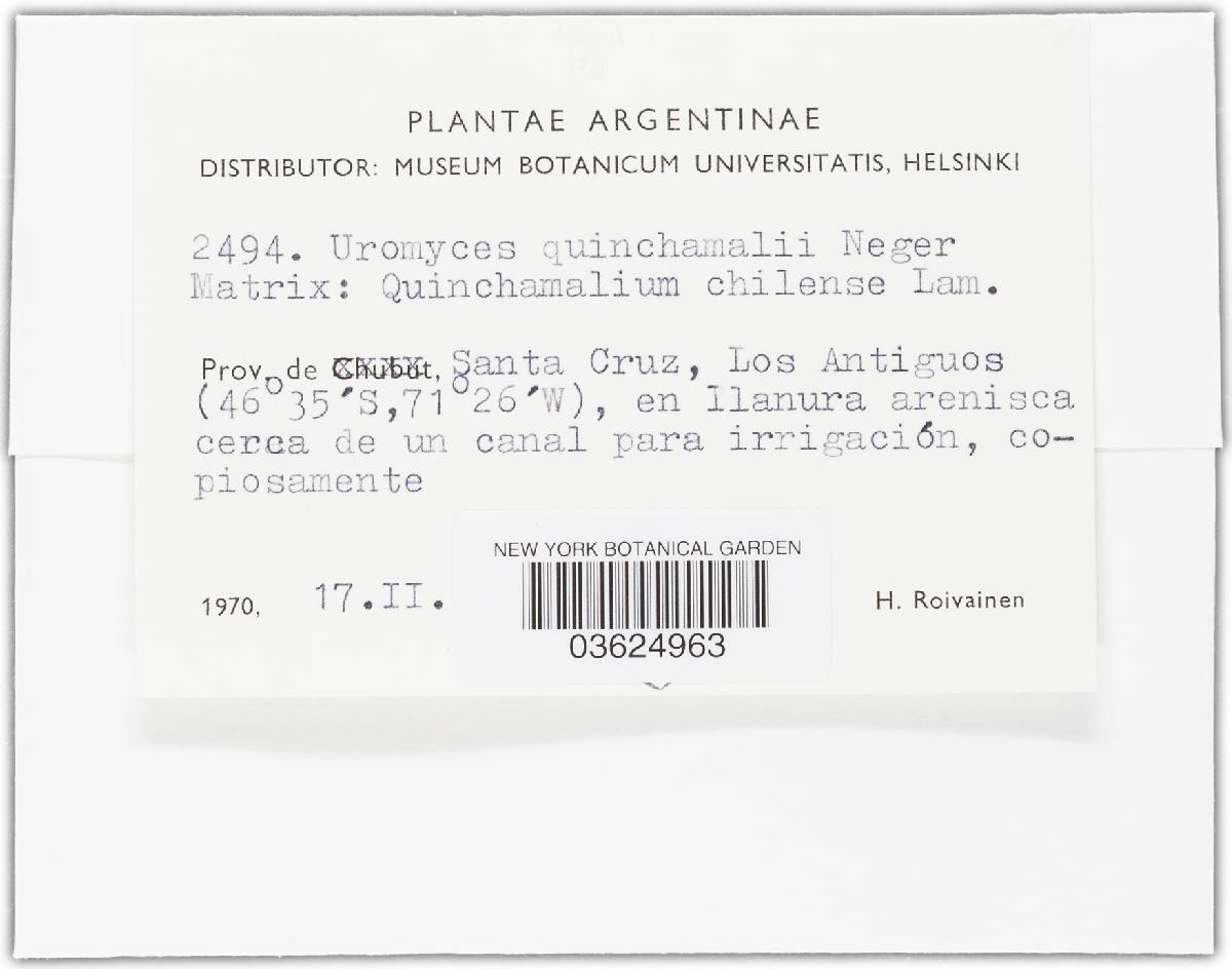 Uromyces quinchamalii image