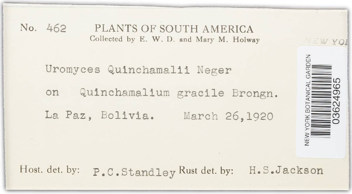 Uromyces quinchamalii image
