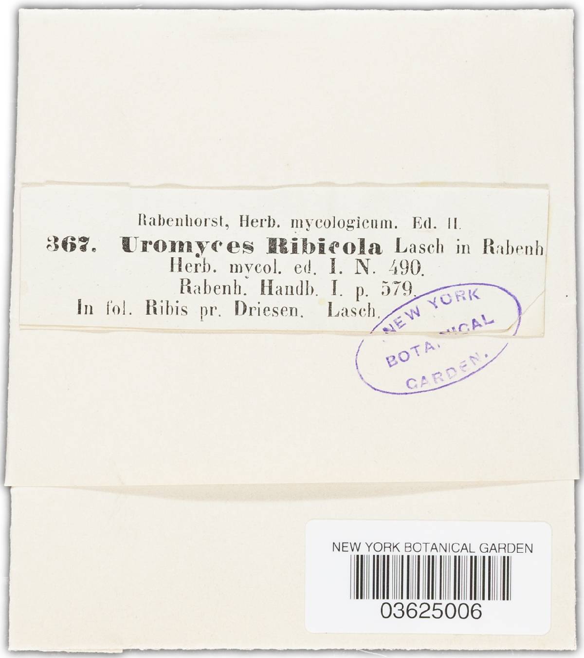 Uromyces ribicola image