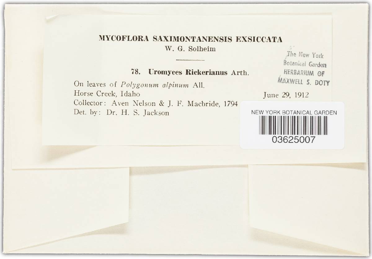 Uromyces rickerianus image