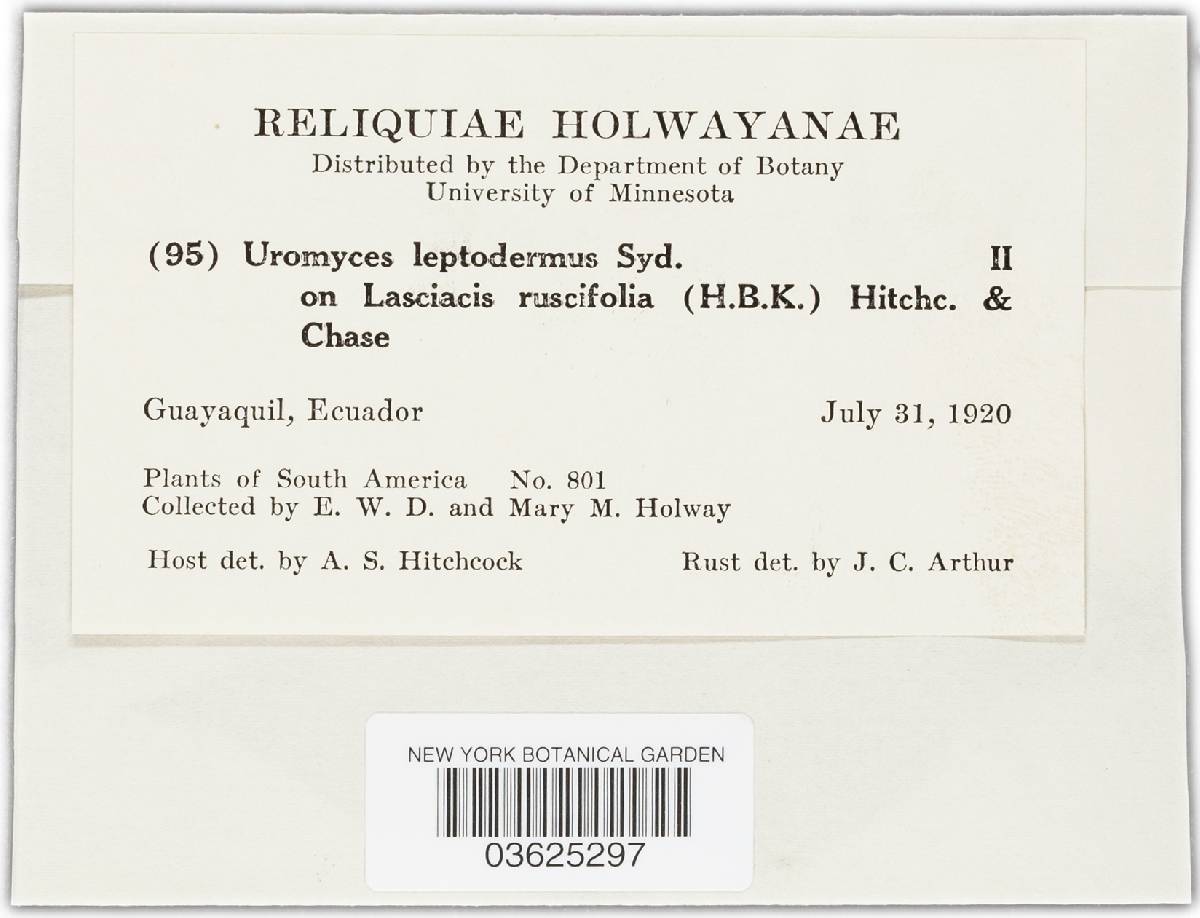 Uromyces setariae-italicae image