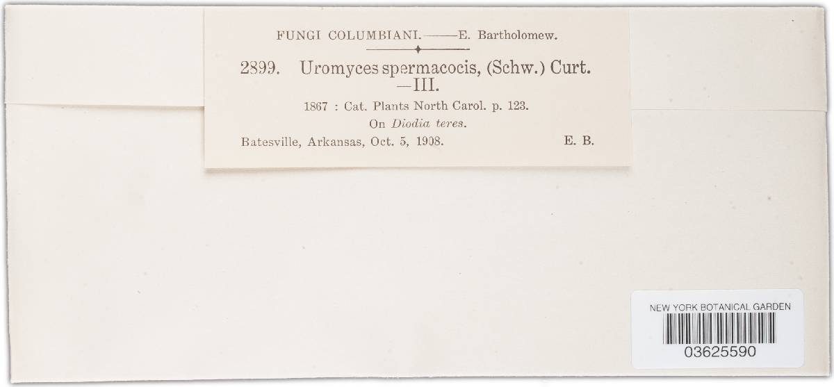 Uromyces spermacoces image
