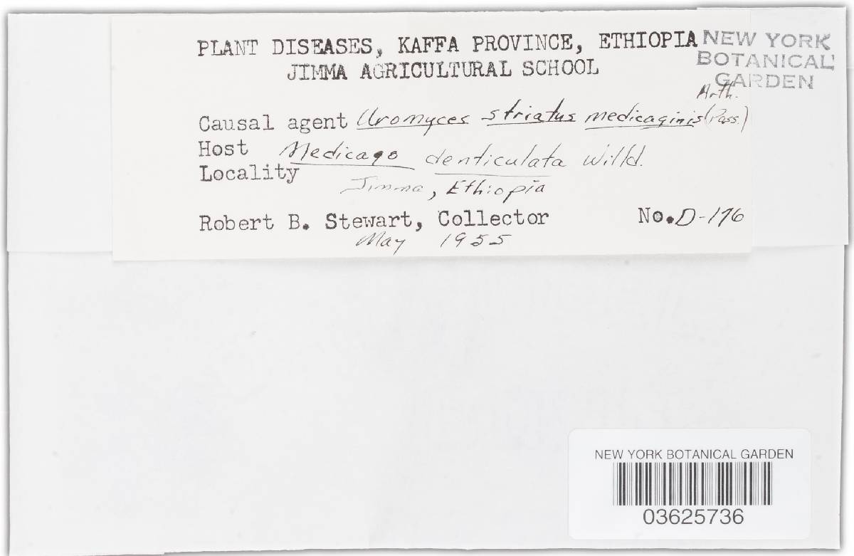 Uromyces striatus image