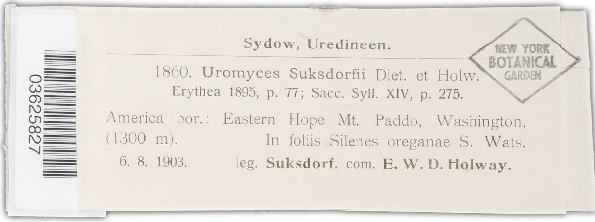 Uromyces suksdorfii image