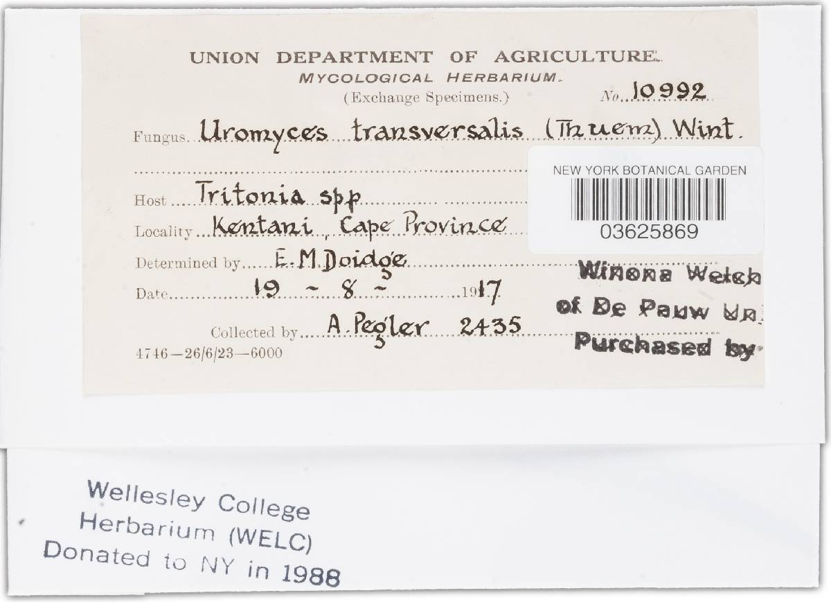 Uromyces transversalis image