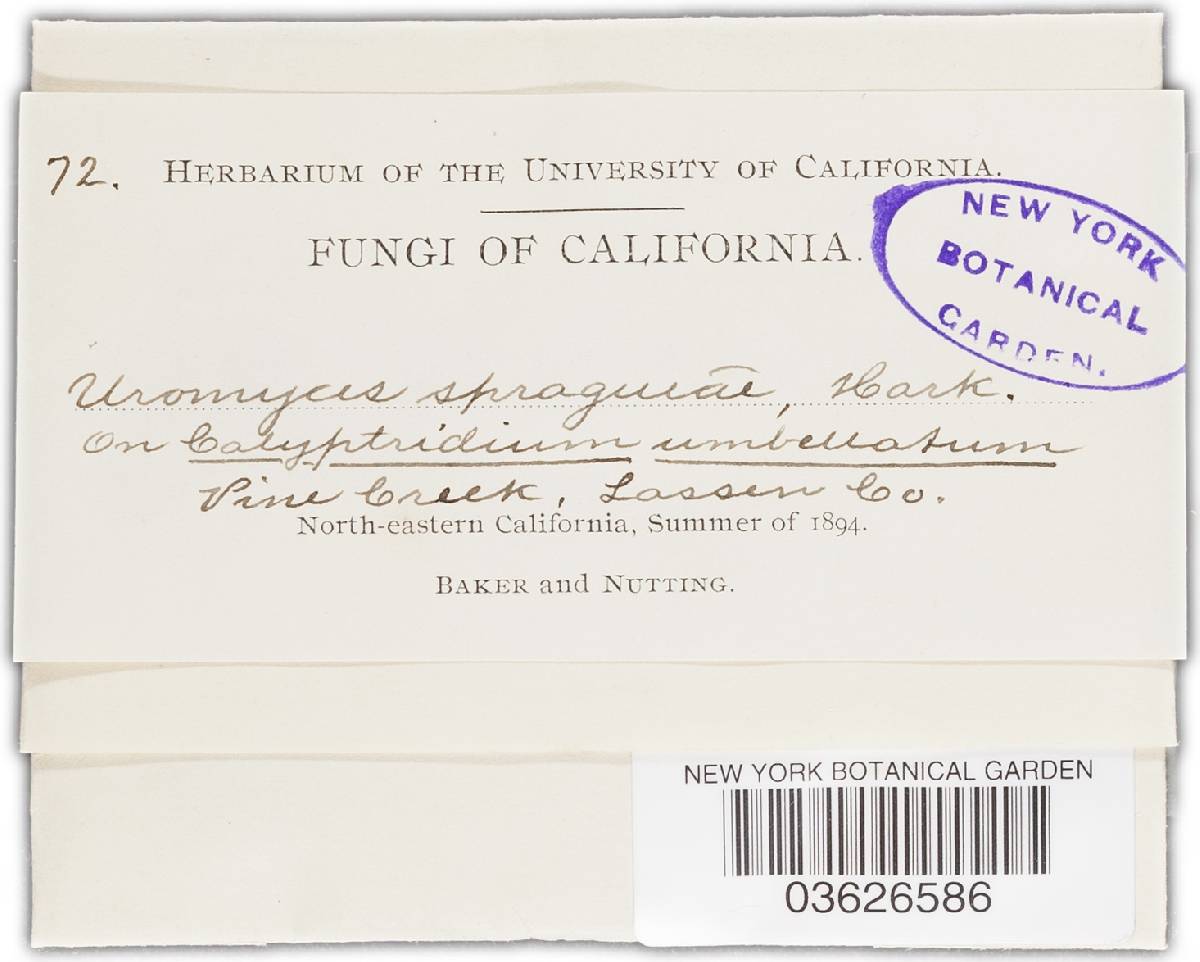 Uromyces unitus image