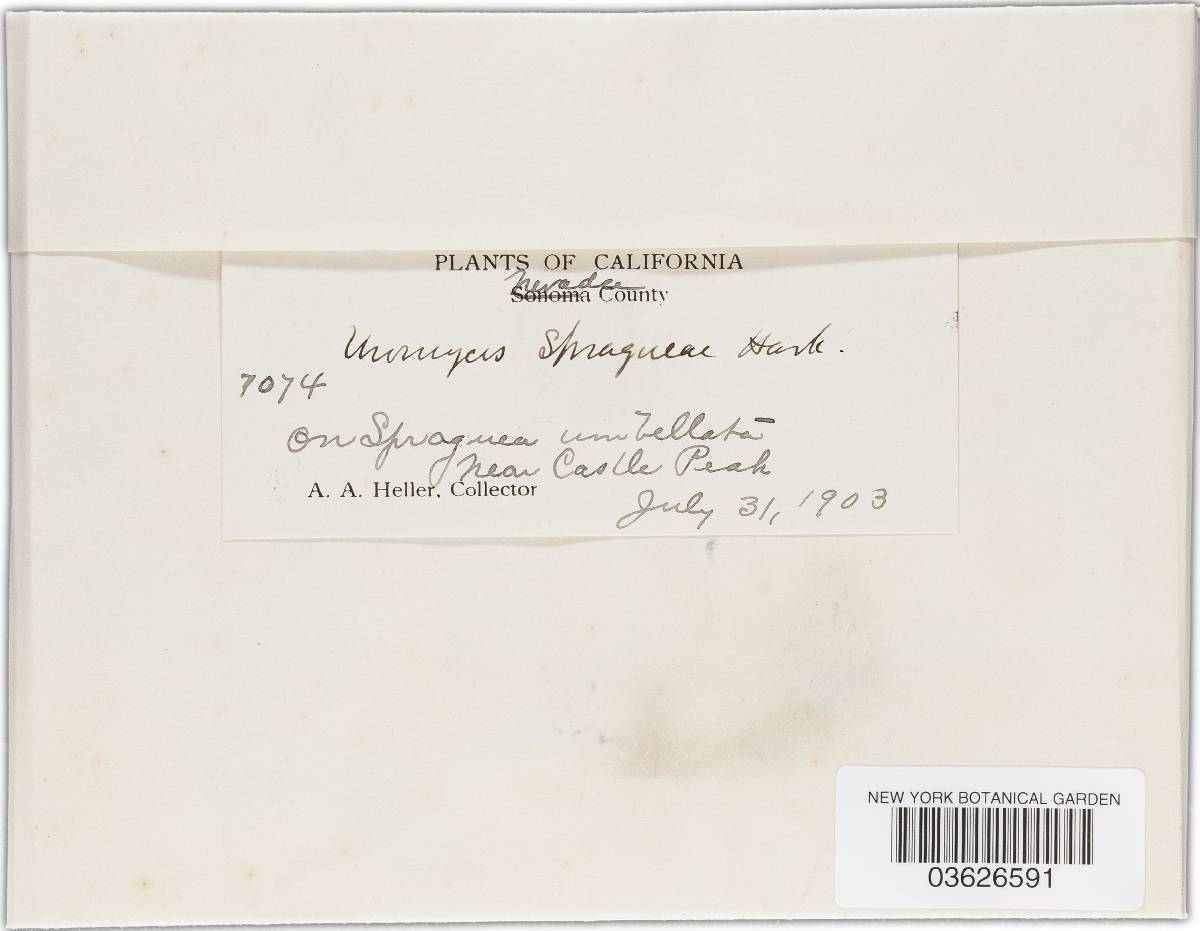 Uromyces unitus image