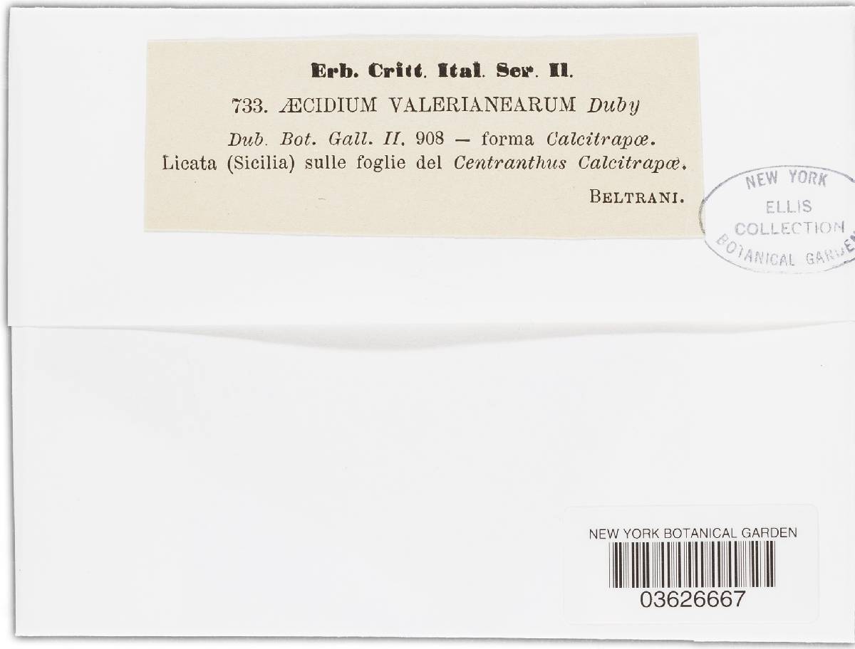 Uromyces valerianae image