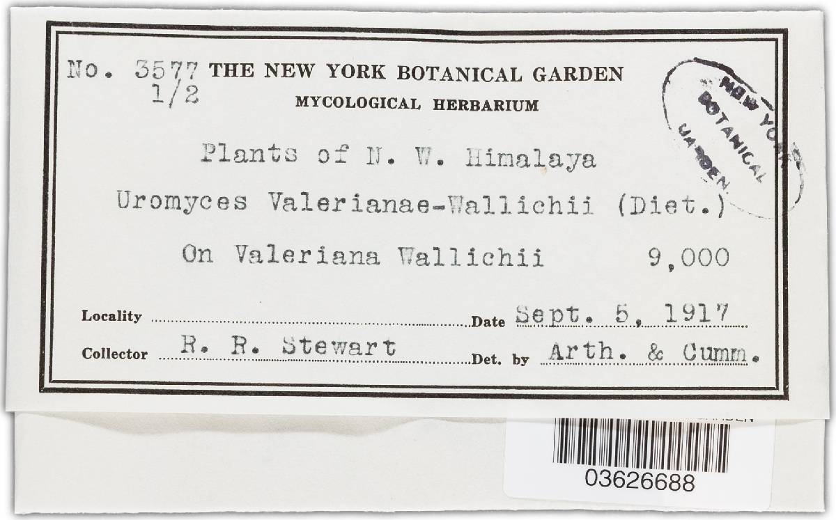 Uromyces valerianae-wallichii image