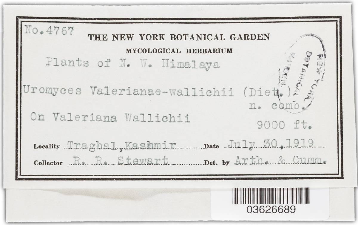Uromyces valerianae-wallichii image