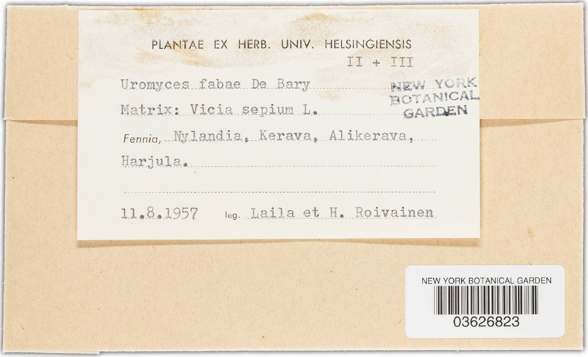 Uromyces viciae-fabae image