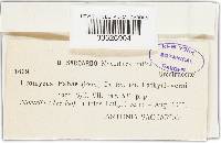 Uromyces viciae-fabae image