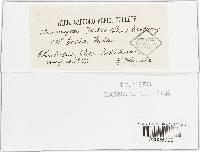 Uromyces viciae-fabae var. viciae-fabae image