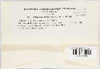 Uromyces viciae-fabae var. viciae-fabae image