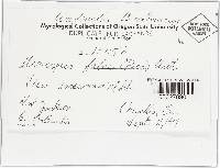Uromyces viciae-fabae var. viciae-fabae image