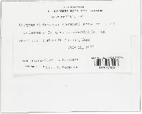 Uromyces viciae-fabae var. viciae-fabae image