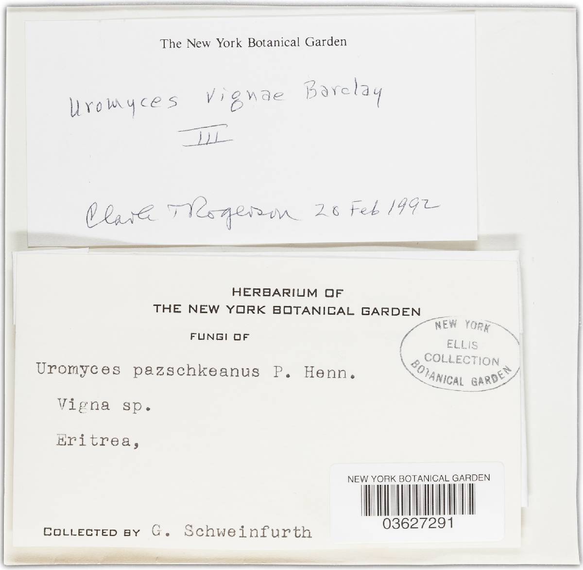 Uromyces vignae image