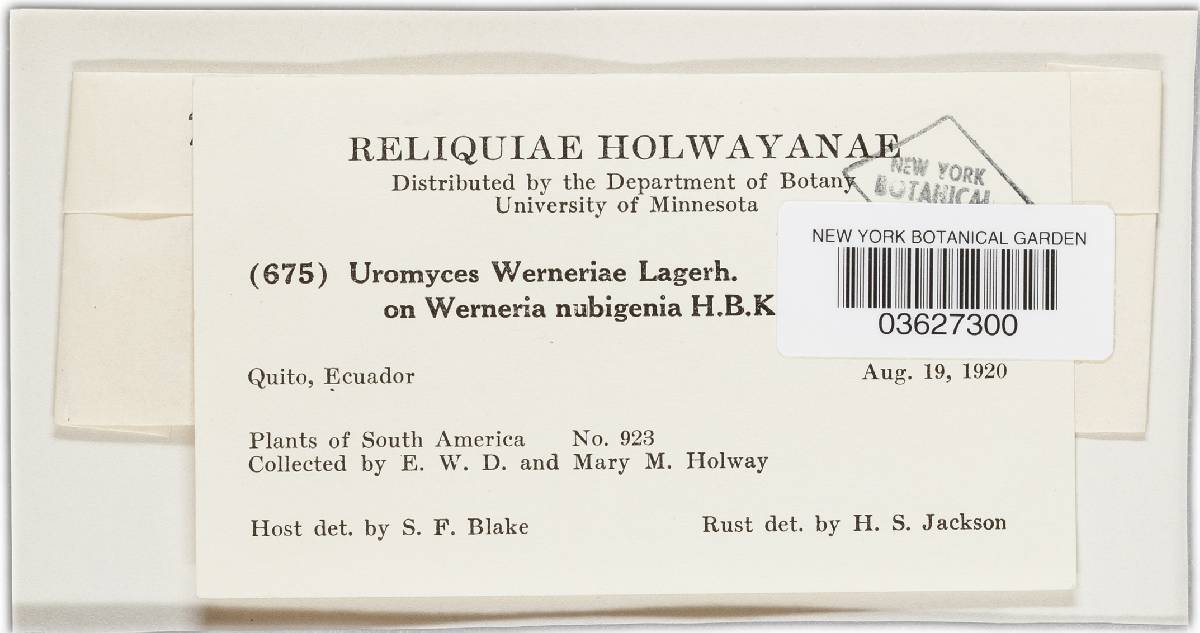 Uromyces werneriae image