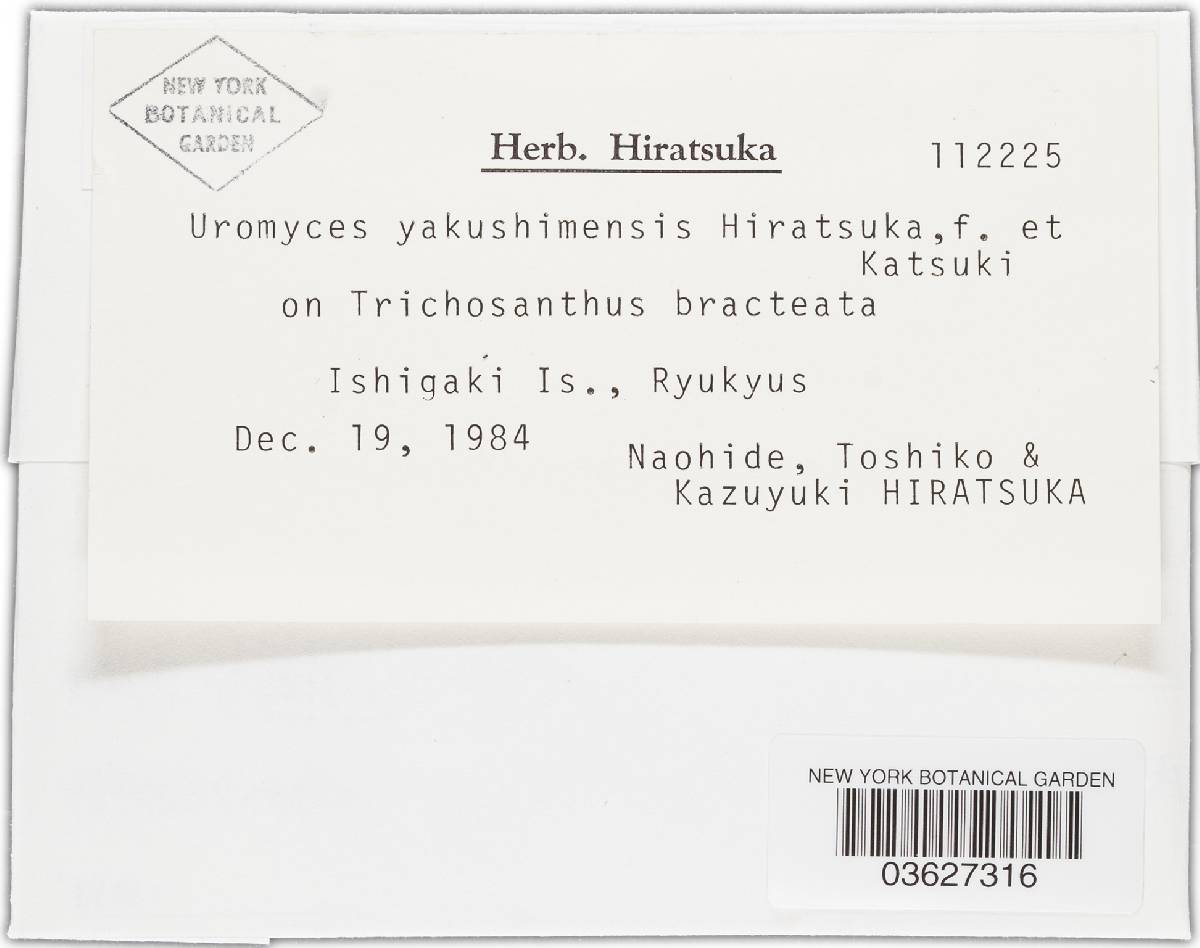 Uromyces yakushimensis image