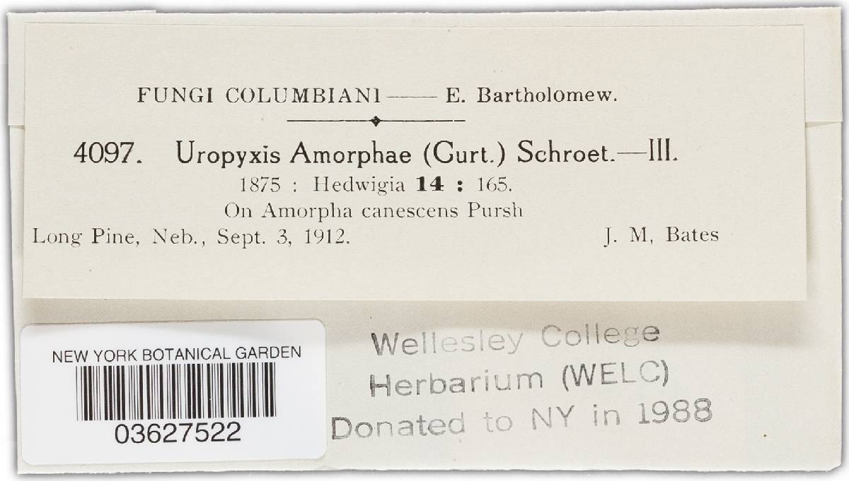 Uropyxis amorphae image