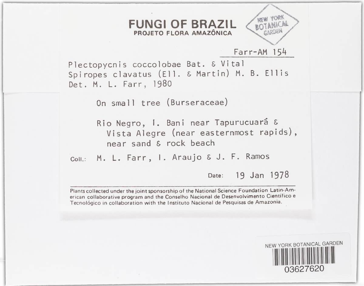 Plectopycnis coccolobae image