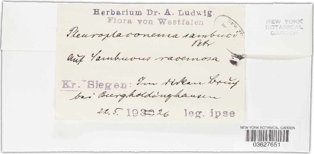 Pleuroplaconema image