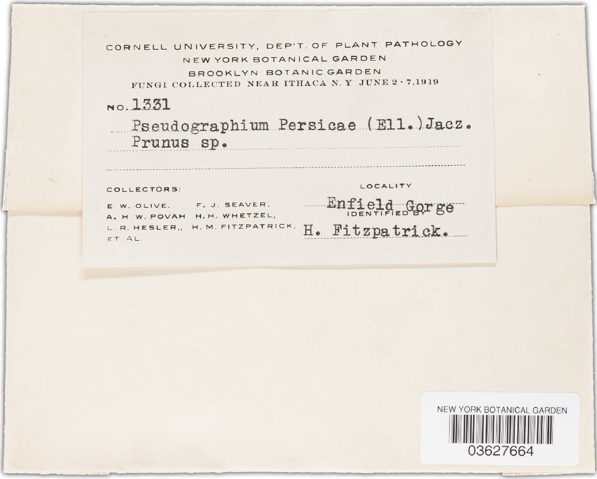 Pseudographium persicae image