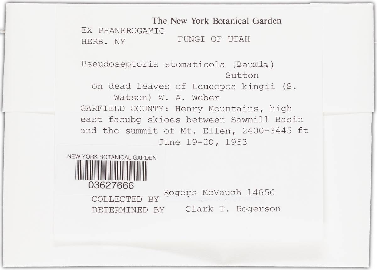 Pseudoseptoria stomaticola image