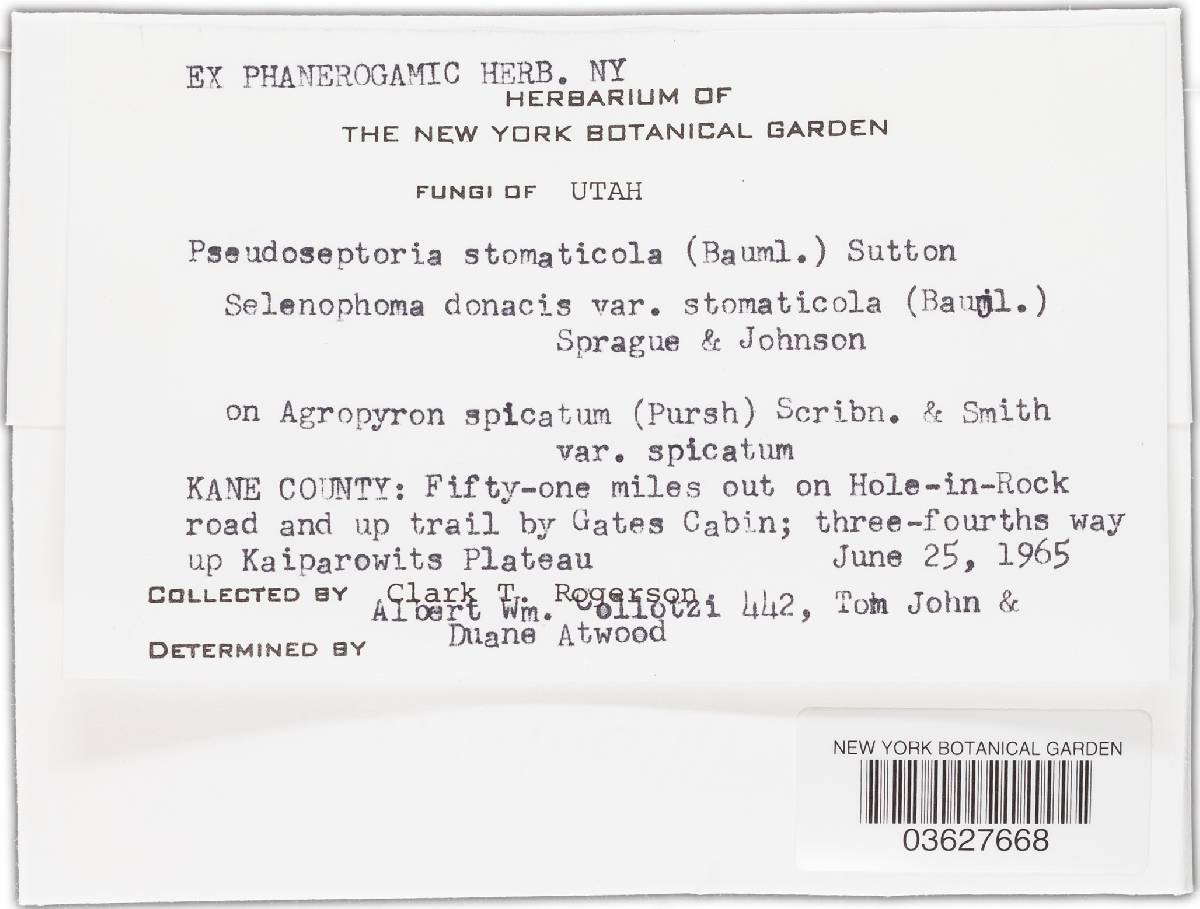 Pseudoseptoria stomaticola image